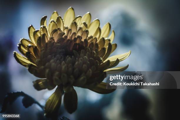 chrysanthemum - https://500px.com/photo/134954265/ - koukichi fotografías e imágenes de stock