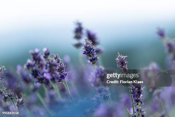 ultra violet - lavendelfeld stock-fotos und bilder