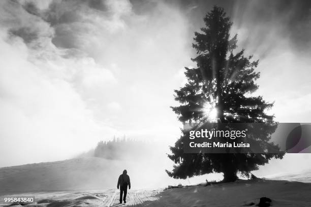 foggy sun - luisao stock pictures, royalty-free photos & images