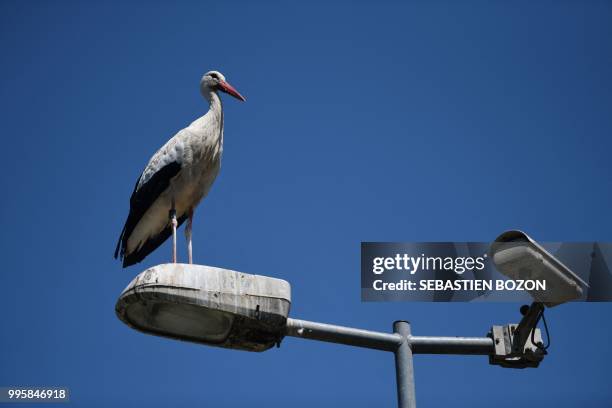Stork stands on a public light on June 27 in Cernay, eastern France.