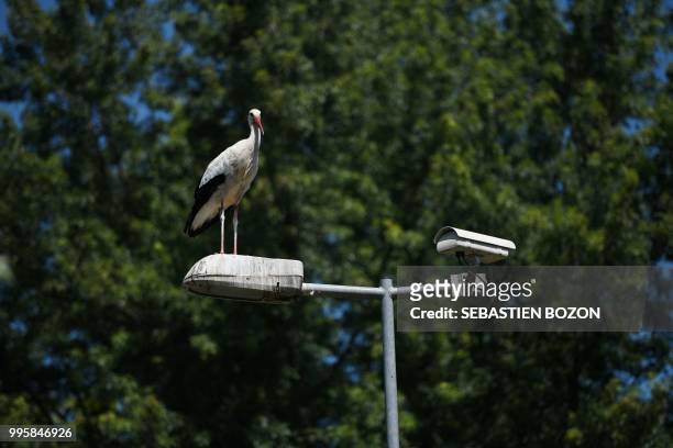 Stork stands on a public light on June 27 in Cernay, eastern France.