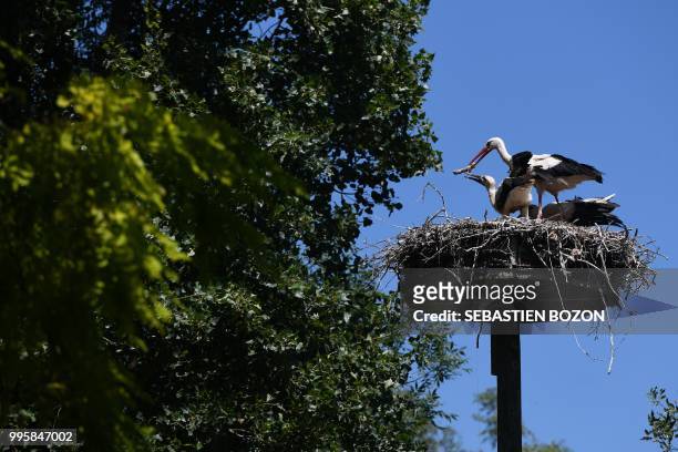 Storks stand in their nest on June 27 in Cernay, eastern France.