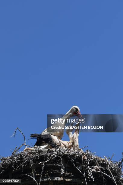 Storks stand in their nest on June 27 in Cernay, eastern France.