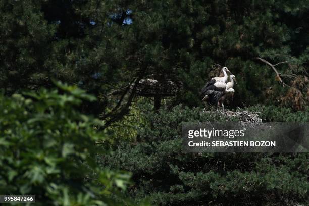 Storks stand in their nest on June 27 in Cernay, eastern France.