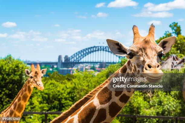 giraffe at taronga zoo in sydney with harbour bridge in background. - giraffe stock pictures, royalty-free photos & images