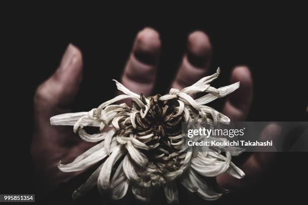 the end - https://500px.com/photo/135137809/ - koukichi stock pictures, royalty-free photos & images