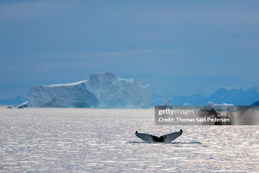 Humback Whale in the Arctic