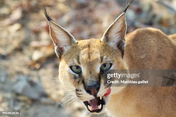 caracal at kruger national park south africa - caracal stock pictures, royalty-free photos & images