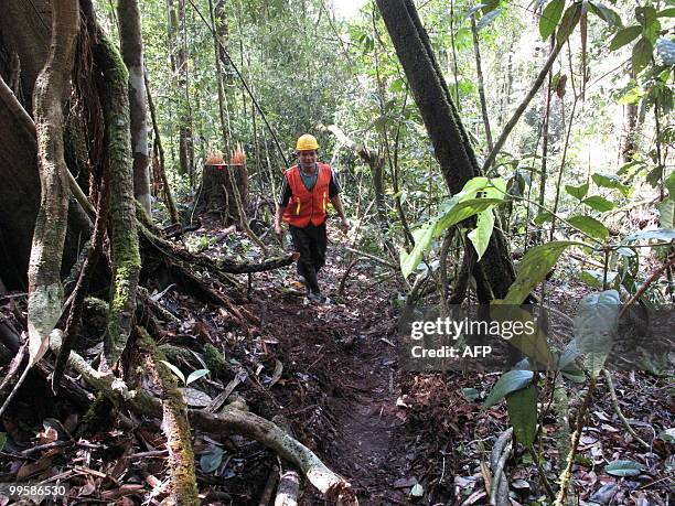 Indonesia-forest-environment-crime,FEATURE, by Presi Mandari Dayak tribesman Hanye Jaang walks in the forest concession area in Long Hubung on March...