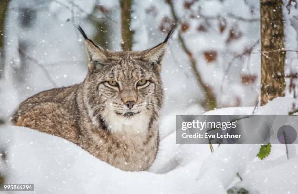 snowy lynx - lince eurasiático fotografías e imágenes de stock