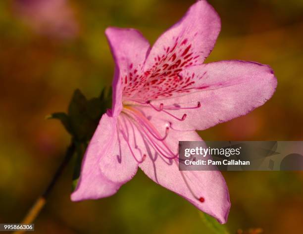 Pink Beauty High-Res Stock Photo