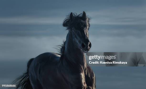 pure bred spanish black stallion - portrait in motion - tarpan stock-fotos und bilder