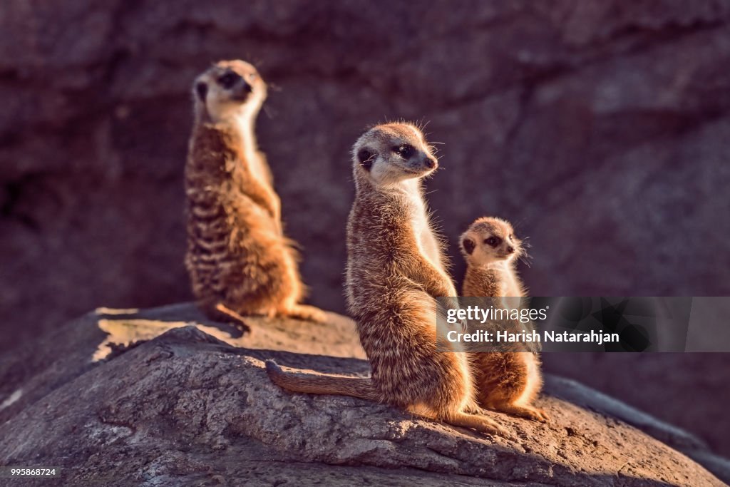 Meerkats standing on a rock.