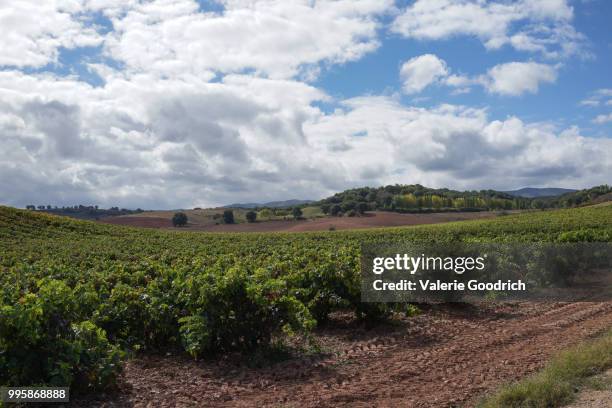 vineyards of the camino de santiago - camino 個照片及圖片檔