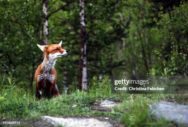 scandinavia - christina felschen fotografías e imágenes de stock