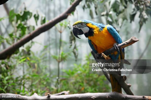 parrot - christina felschen stock pictures, royalty-free photos & images