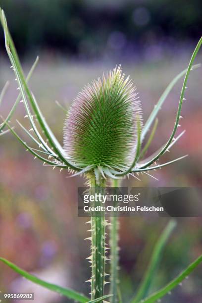 thistle - christina felschen stock pictures, royalty-free photos & images