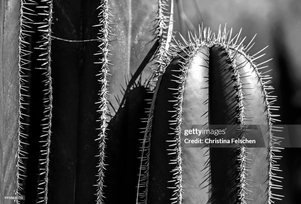 Arizona Cactus