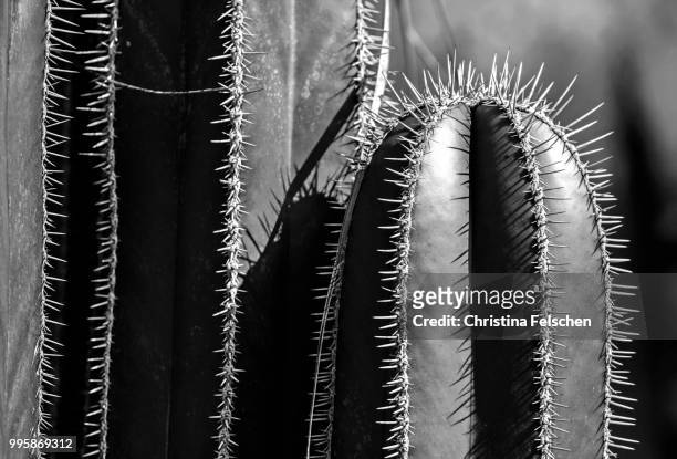 arizona cactus - christina felschen stock pictures, royalty-free photos & images
