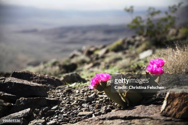 death valley - christina felschen stock pictures, royalty-free photos & images