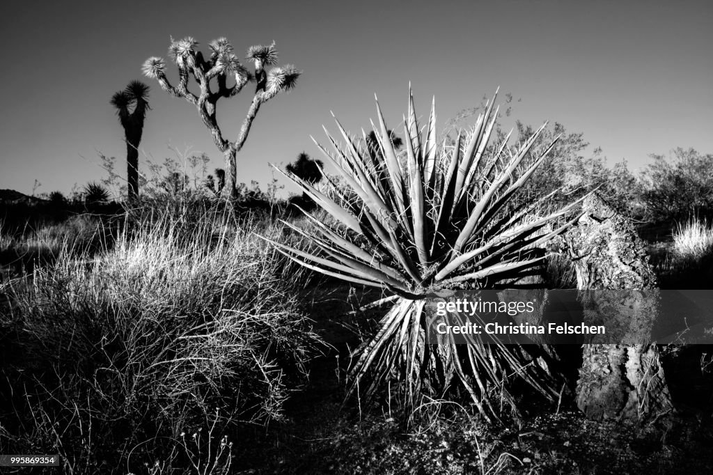 Desert