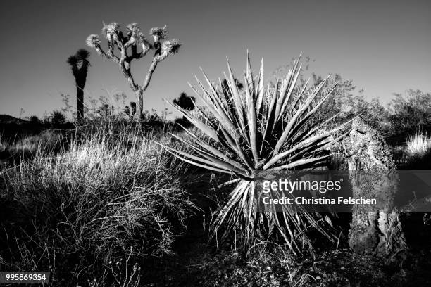 desert - christina felschen stock pictures, royalty-free photos & images