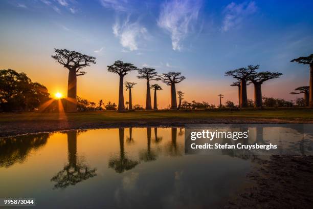 sunset at avenue of baobab - baobab tree stock pictures, royalty-free photos & images