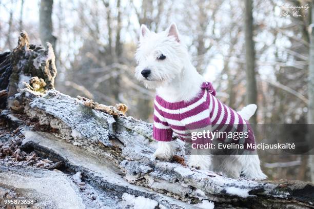 milou - west highland white terrier stock pictures, royalty-free photos & images