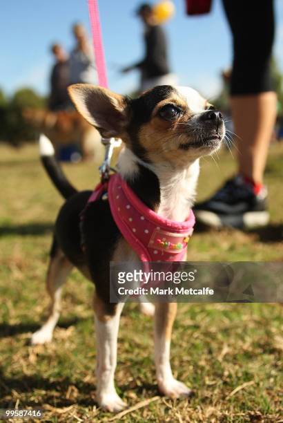 Dog rests at the half way stage of the RSPCA Million Paws Walk at Sydney Olympic Park on May 16, 2010 in Sydney, Australia. The Million Paws Walk is...