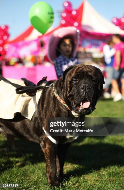 Dog attends the RSPCA Million Paws Walk at Sydney Olympic Park on May 16, 2010 in Sydney, Australia. The Million Paws Walk is an annual fundraising...