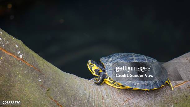 the turtle - sander de wilde stockfoto's en -beelden