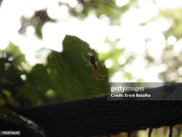 aranha contra a luz - aranha stock-fotos und bilder