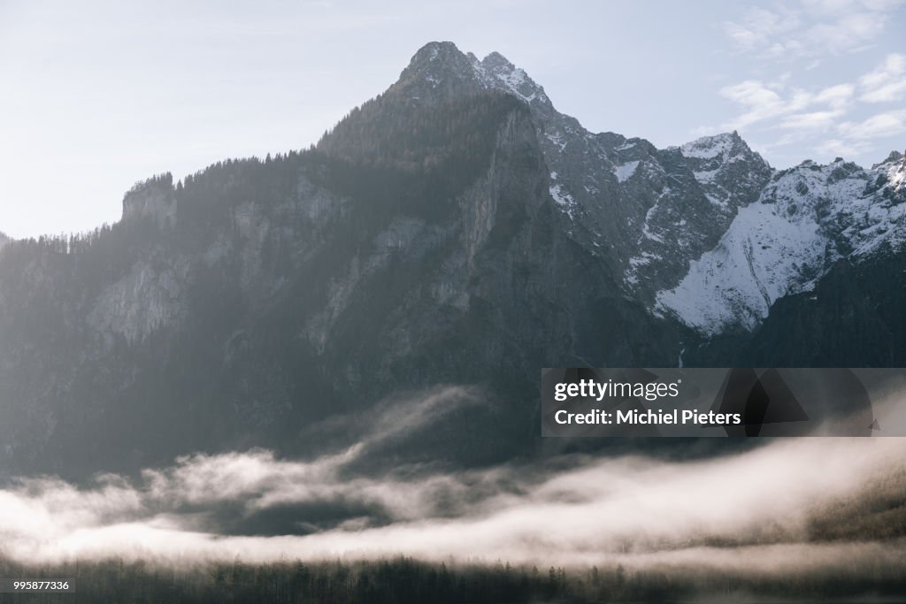 Fog in the trees.
