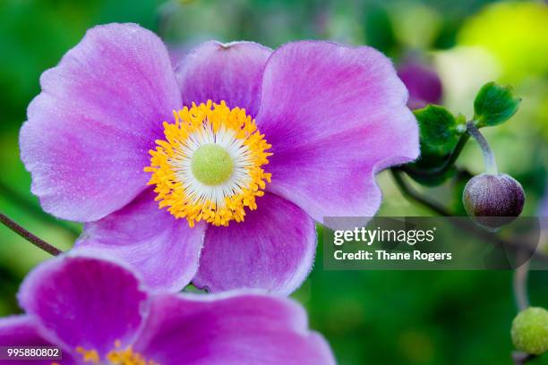 japanese anemone - thane stock pictures, royalty-free photos & images