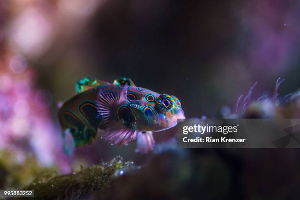 purple dreams - mandarinfish stock pictures, royalty-free photos & images