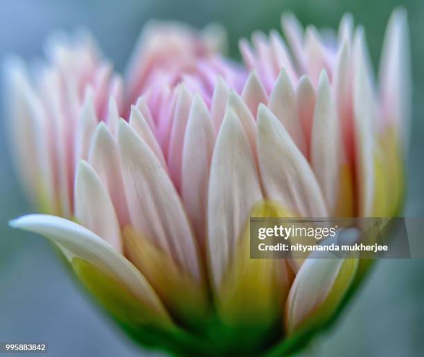 #flower shot at #kalimpong - kalimpong stock pictures, royalty-free photos & images