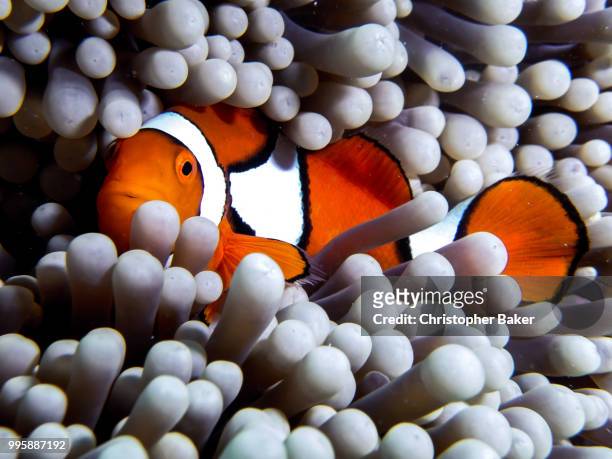 clown fish / 'nemo' - nemo stock pictures, royalty-free photos & images
