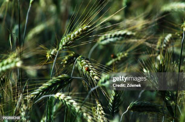 Groente Rye 9,375 Zdenek Stock Photos, High-Res Pictures, and Images - Getty Images