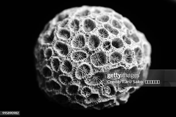 coral family - sakko stock pictures, royalty-free photos & images