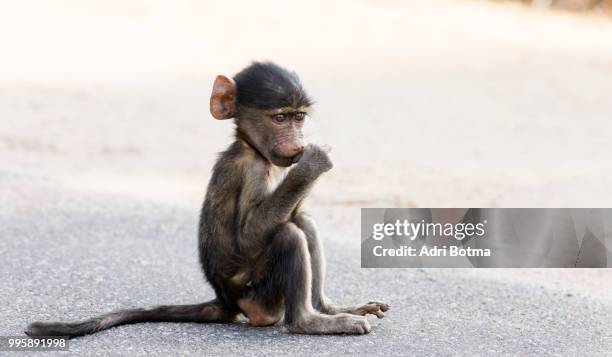 baby baboon - chacma baboon 個照片及圖片檔