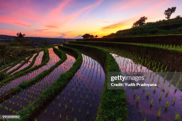 east asian terraced rice paddies at sunset - asian rice stock pictures, royalty-free photos & images