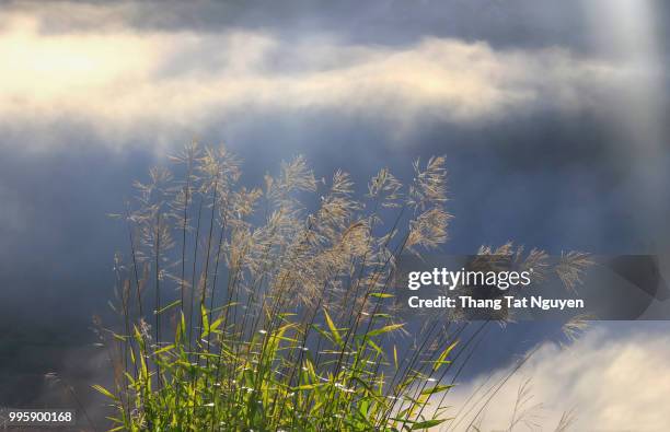 grass on top of misty mountain - tat stock pictures, royalty-free photos & images