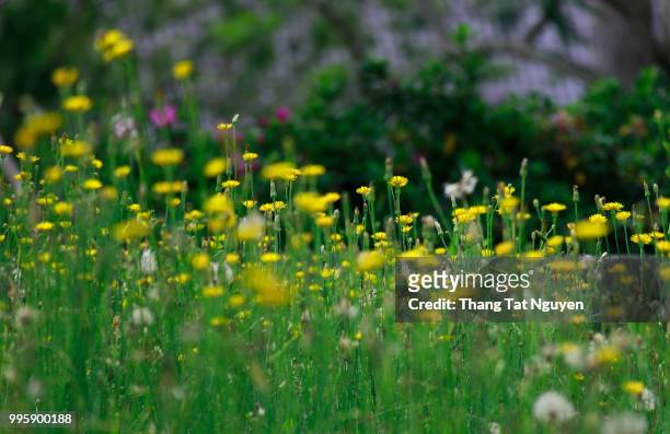 dandelions in sunlight - tat stock pictures, royalty-free photos & images