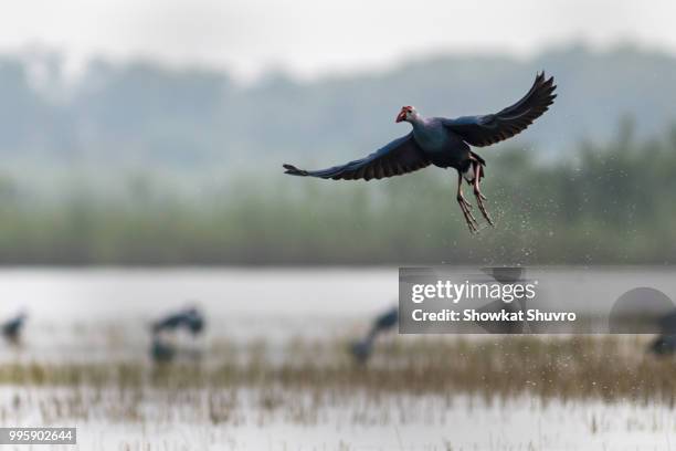 purple swamphen - anseriformes stock pictures, royalty-free photos & images