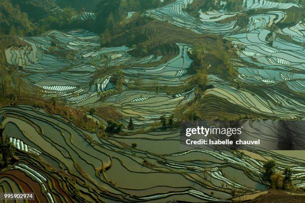yuanyang rice terraces - yuanyang stockfoto's en -beelden