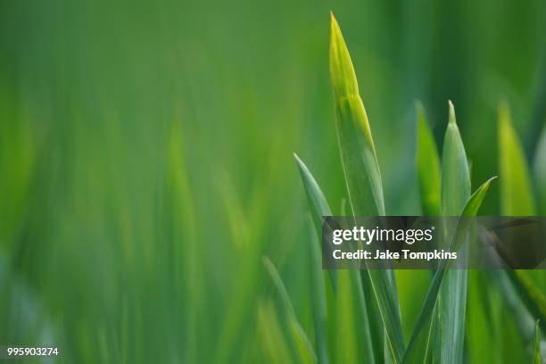 summer grass - tompkins stock pictures, royalty-free photos & images