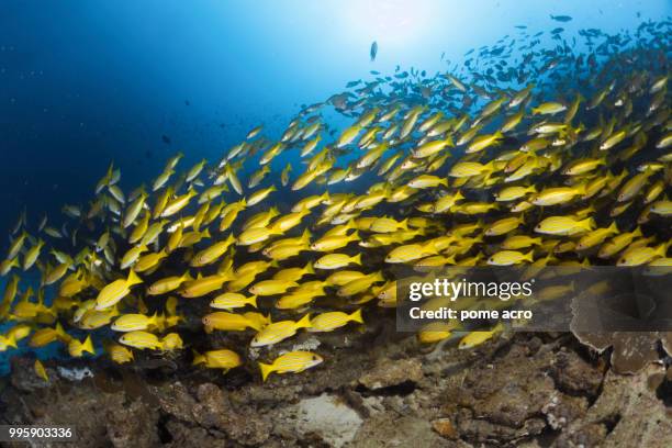 the bluestripe snapper is swimming over the coral reef at similan islands. - bluelined snapper stockfoto's en -beelden