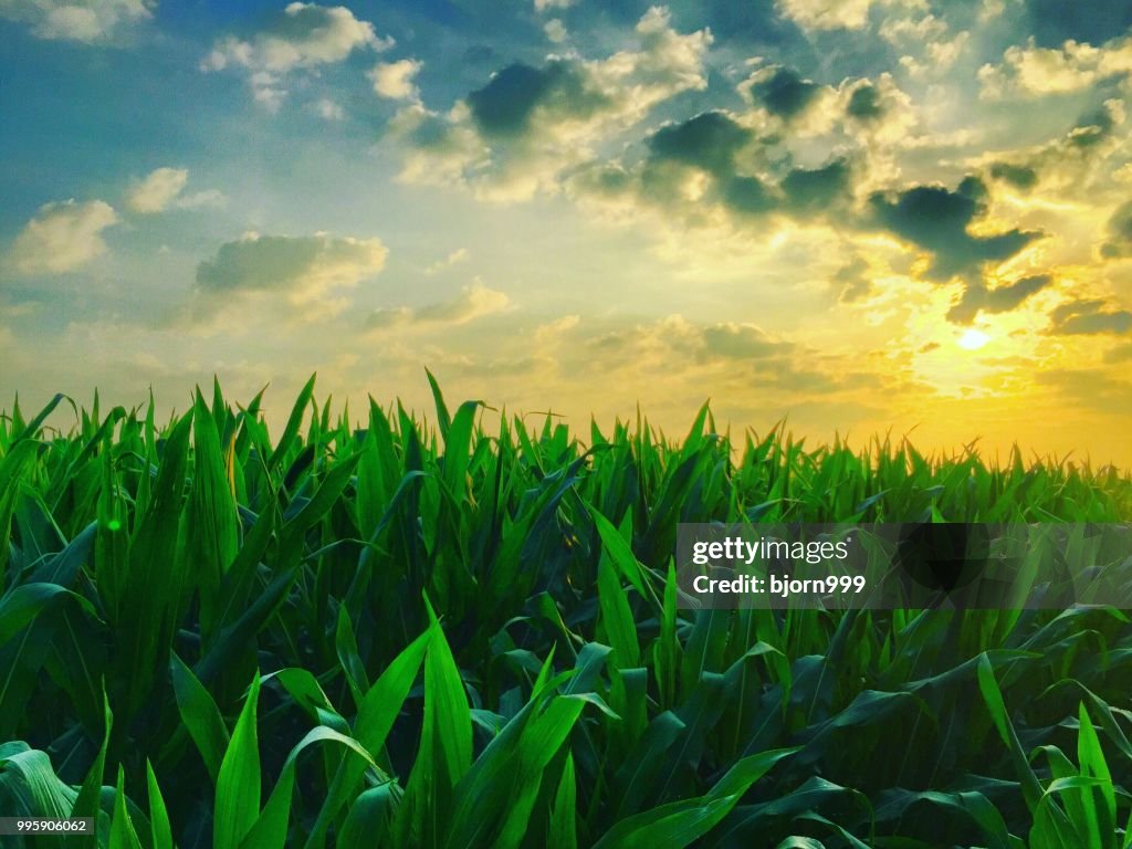 Corny sunrise