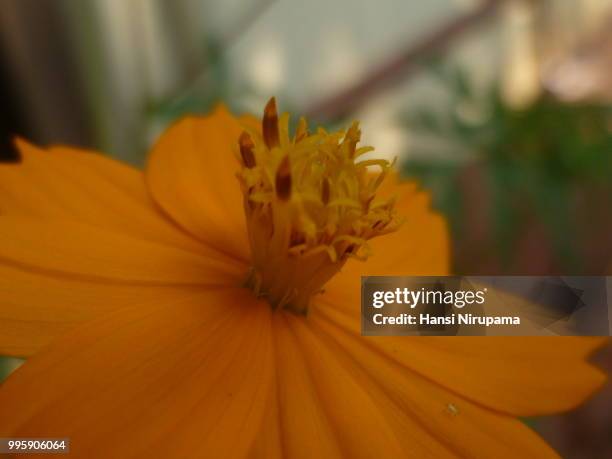 sunset chrysanthimum - hansi stock pictures, royalty-free photos & images