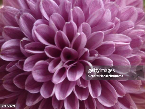 home garden - chrysanthimum - hansi stock pictures, royalty-free photos & images